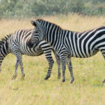 AIが判断してイラストを作成できる『Google Auto Draw』を絵心ない人間が試してみた