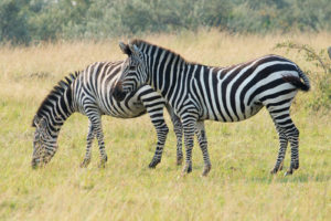 AIが判断してイラストを作成できる『Google Auto Draw』を絵心ない人間が試してみた